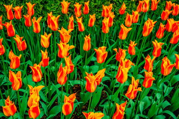 Colorful spring tulip garden