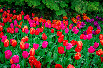 Colorful spring tulip garden