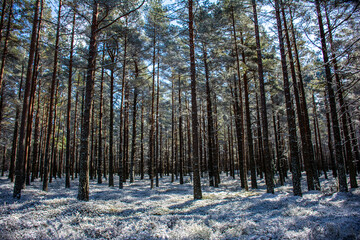 Trees and forest frozen in winter.