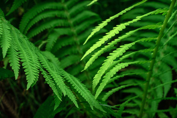 Background with green fern leaves