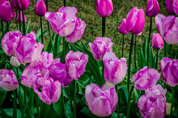 Colorful spring tulip garden