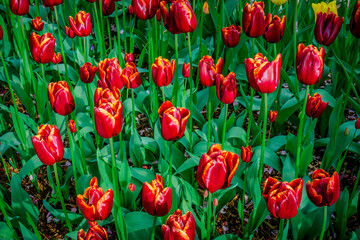 Fototapeta premium Colorful spring tulip garden