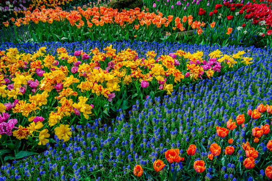 Colorful spring tulip garden © Scott Bufkin