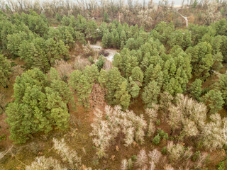 Aerial drone top view. Pine trees in the park.