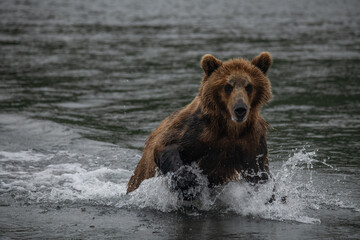Fototapeta na wymiar Brown bear hunts for salmon in Kamchatka, Russia