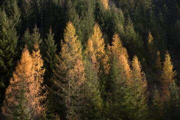 i colori caldi dei boschi autunnali, il bosco autunnale con un tappeto di foglie secche e i suoi colori vivaci