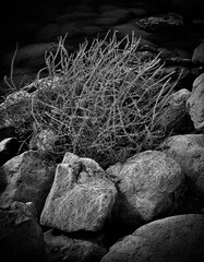 Tumbleweed on the Rocks in Black and White