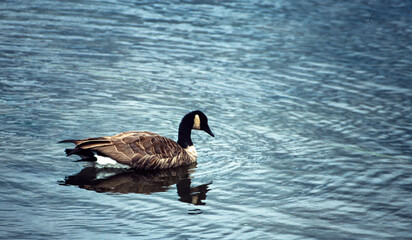 Fototapeta premium Canadian wild goose on the lake.