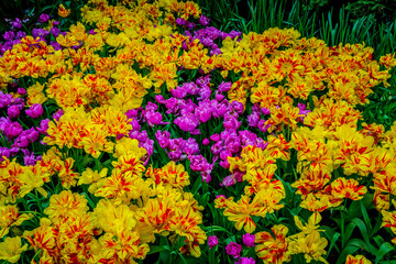 Obraz premium Colorful spring tulip garden