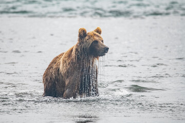 Obraz na płótnie Canvas Brown bear on the river in Russia