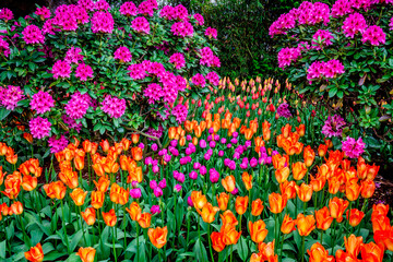 Obraz premium Colorful spring tulip garden