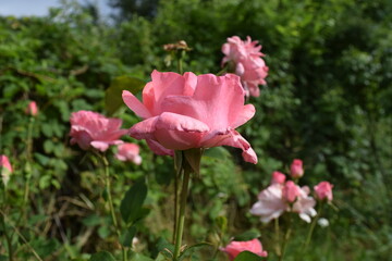 pink flowers in the garden