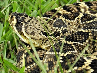 beautiful eastern diamondback snake in the grass