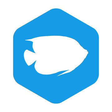 recommend clip art: Peces tropicales. Icono silueta pez ángel en hexágono color azul