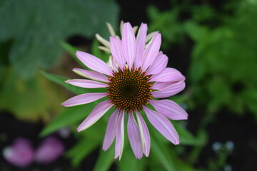 Obraz premium close up of flower