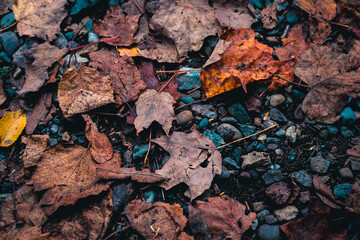 Obraz premium Dead leaves on river stones