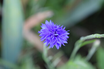 close up of a purple flower