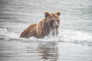 Obraz na płótnie Canvas Brown bear on the river in Russia