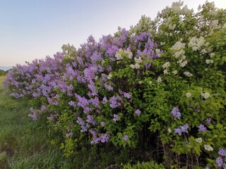 lavender field in region