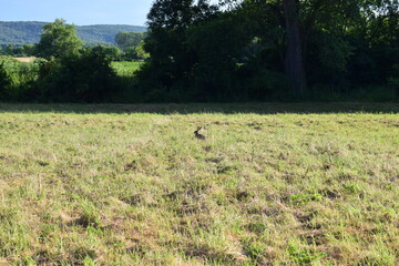 rabbit in the field