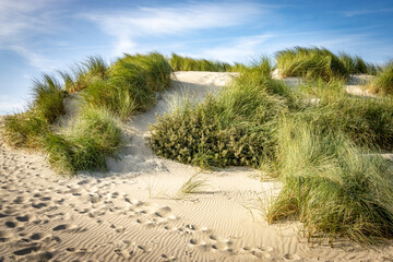 sand dunes on the beach, Texel, Netherlands