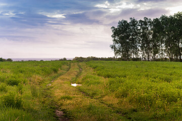 Overgrown rural road in the field. Green meadow in the summer village. Puddle on the road