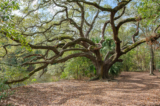 Sprawling live oak tree in New Orleans