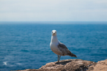 Gaivota sobre rochas a olhar para a camera com o oceano no fundo