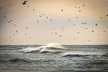 seagulls on the beach, waves, texel island, netherland