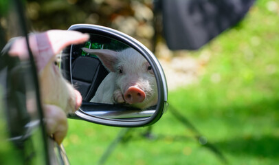 The pig looks in the car mirror