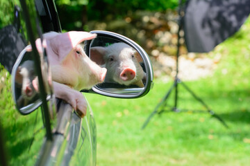 The pig looks in the car mirror