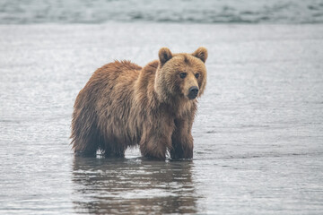 Brown bear on the river in Russia