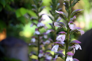 Selective focus on a plant with white-purple flowers