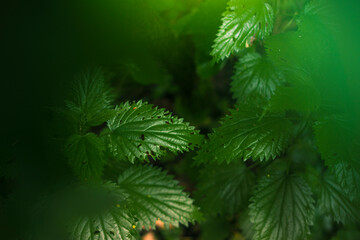 Green nettle in the forest close-up. Nettle leaves top view.