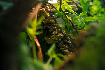 Horned mushrooms on a tree close-up. Mushrooms on a tree stump. Mushrooms on moss.