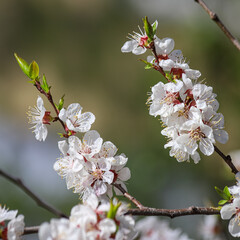 Branch of a blossoming fruit tree with beatiful white flowers on green blurry background