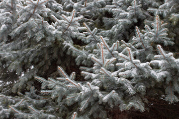 Snow on blue spruce. Fir branches on the winter day in the forest.