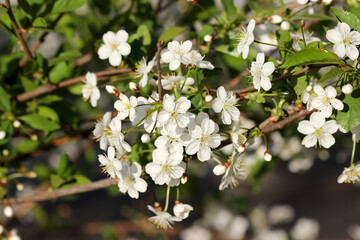 Branch of a blossoming fruit tree with beatiful white flowers as a background