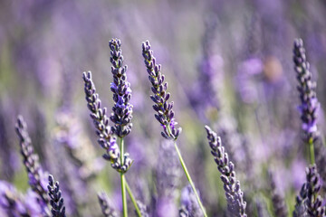 Pretty Lavender Flowers in Summer