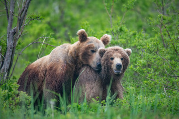 Fototapeta premium Brown bears making love