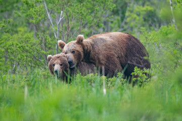 Brown bears making love