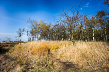 Autumn foggy morning in the deciduous forest. The low sun shines through the trees and fog and paints in the leaves and tall grass. Mountain landscape around the hill Decinsky Sneznik in northwestern 