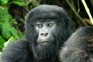 Mountain Gorilla - Virunga National Park