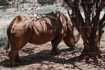 A feeding rhino © elizabeth