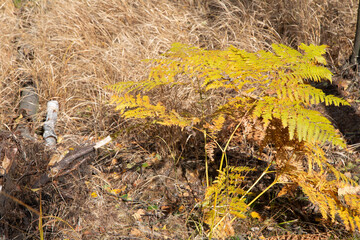 Autumn foggy morning in the deciduous forest. The low sun shines through the trees and fog and paints in the leaves and tall grass. Mountain landscape around the hill Decinsky Sneznik in northwestern 