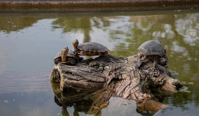 Turtle on the river