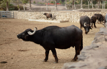 buffalo in the zoo