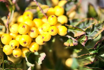 Blurry fall harvesting background in unusual colors with copy space. Beautiful autumnal yellow berries of Sorbus vilmorinii Rowan tree at Dundrum, Dublin, Ireland