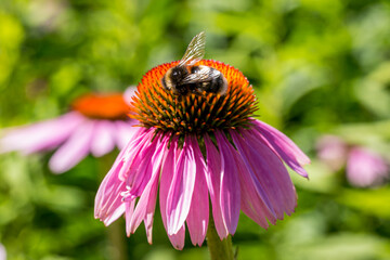 A Close up of a Bee on an Echinacea Flower, with a Shallow Depth of Field