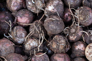 Edible bulbs similar to onions typical of the south of Italy called lampascioni, still with dome dirt on them, in a container on sale in an italian food market.